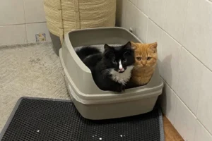 black cat and orange cat pooping in gray litter box at the same time
