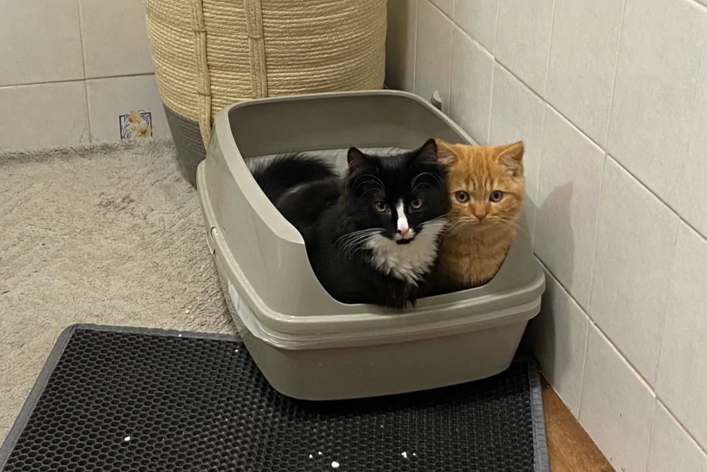 Cats and clearance litter box training