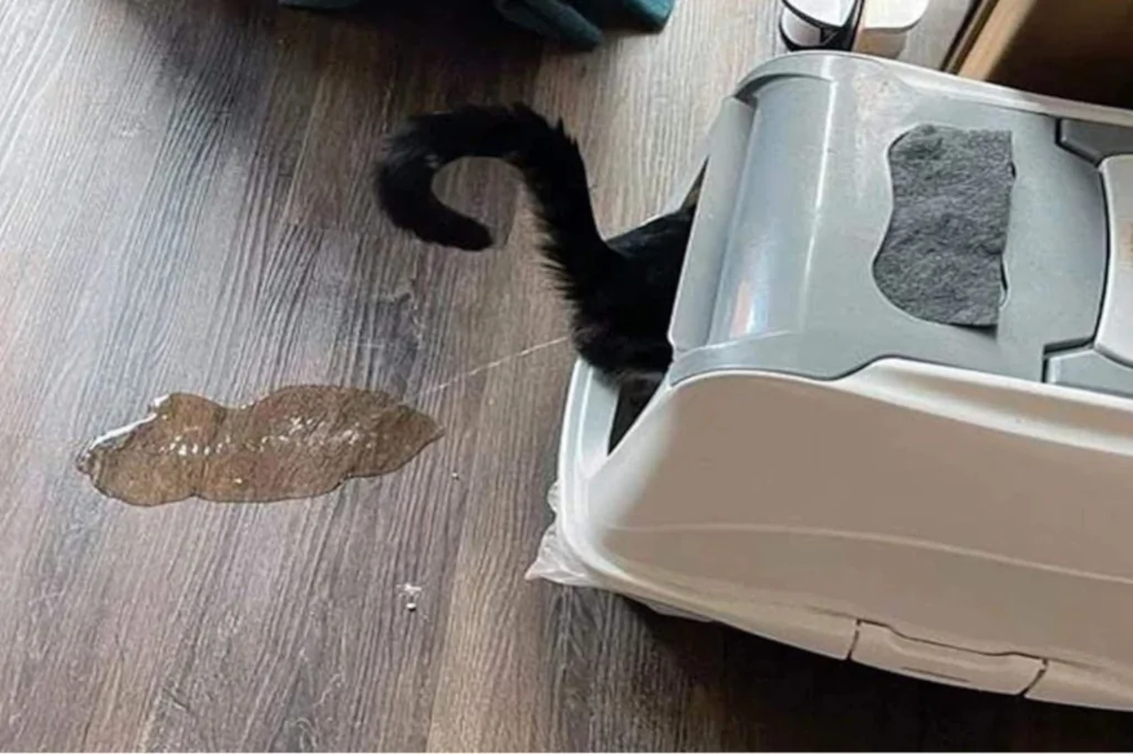 black cat peeing outside the litter box