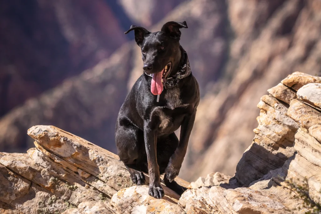 black dog sitting on a rock in the mountains