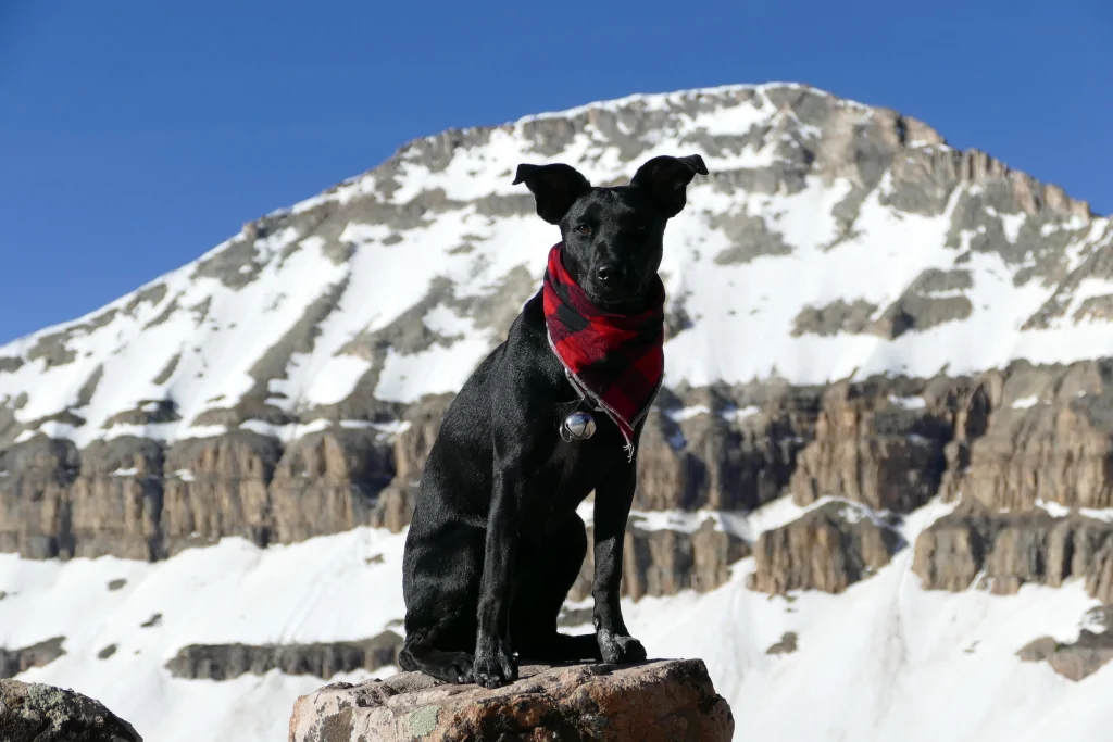 black dog wearing red scarf while standing on the rock in snowy mountain