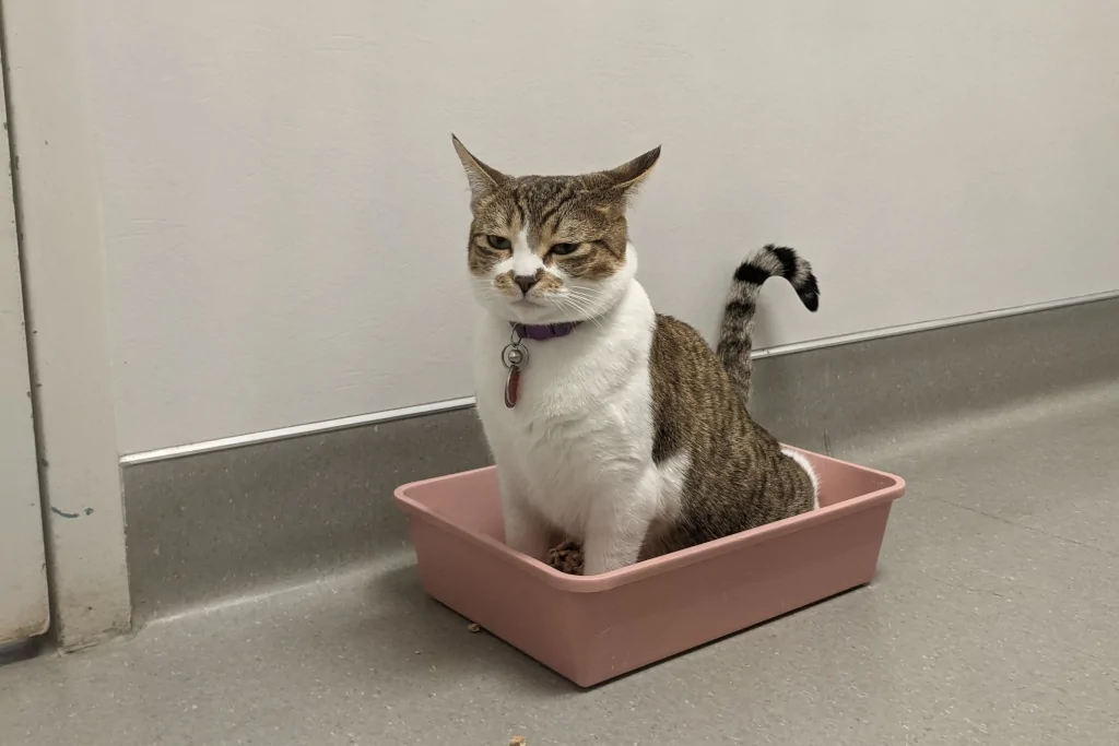 brown and white cat peeing inside the litter box