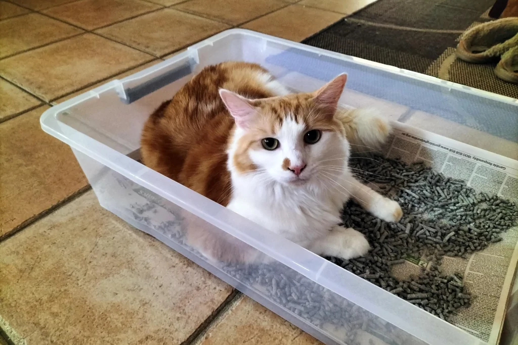 brown and white cat sitting inside a homemade litterbox