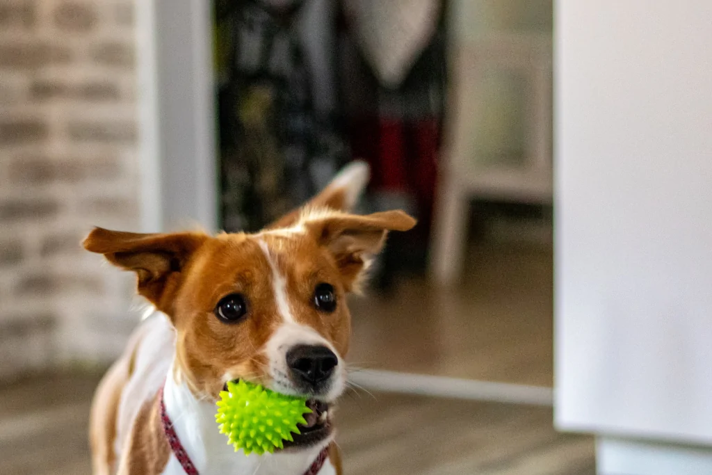 brown and white dog carrying rubber ball in mouth