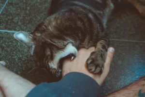 brown cat biting person's hand on the floor