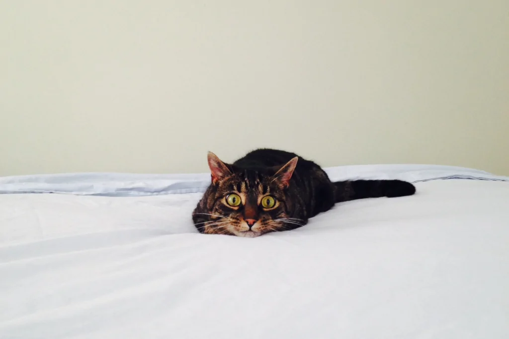 brown cat on white bed sheets with flattened body feeling excited