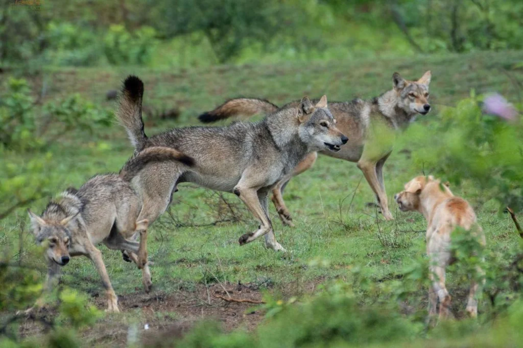 brown dog next to a wolf pack of three wolves