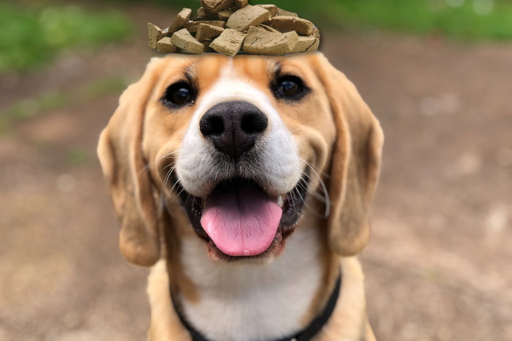 brown dog wearing a hat made out of training treats