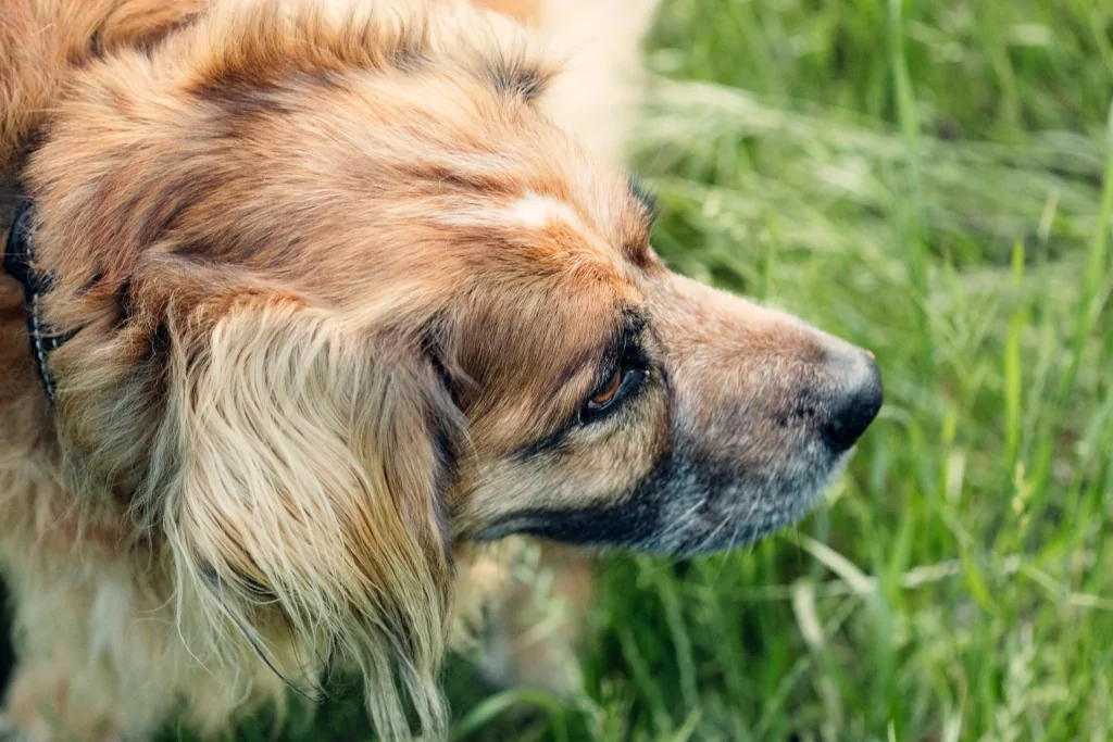 brown long coated dog walking on grass in daytime