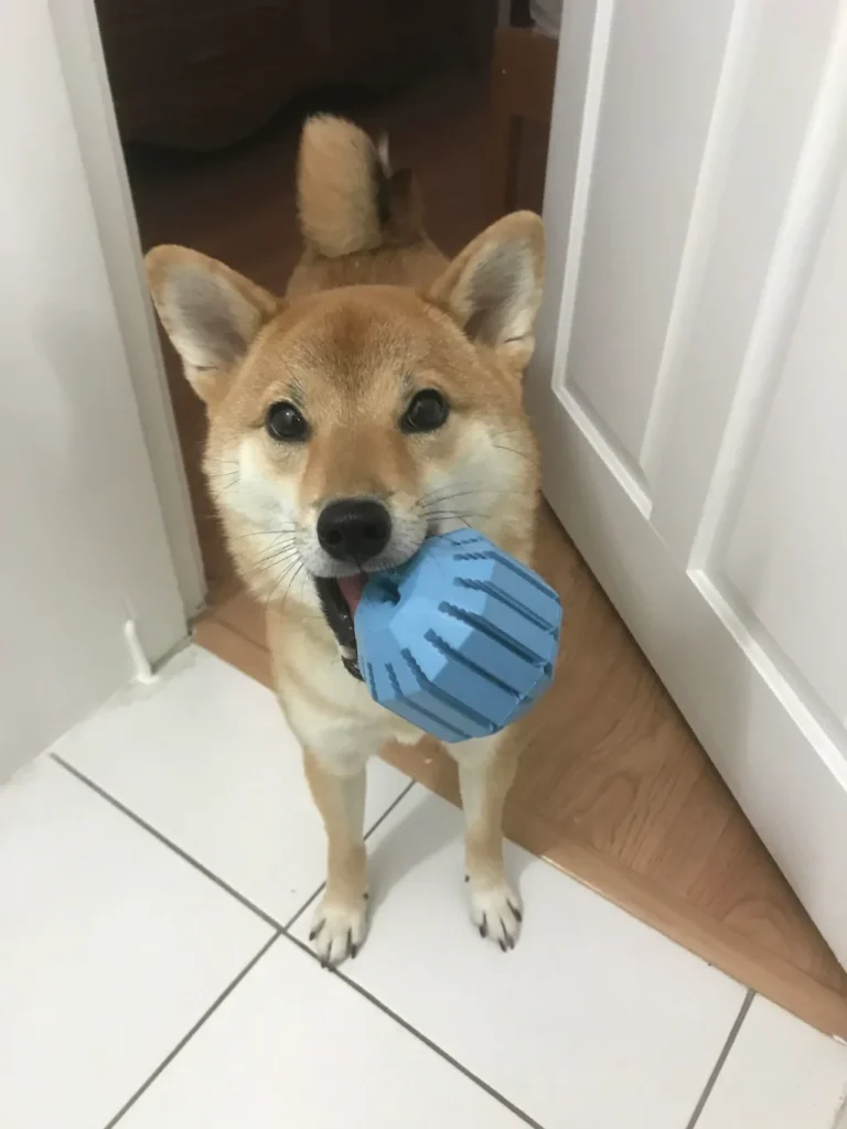 brown shiba dog carrying a blue toy in mouth