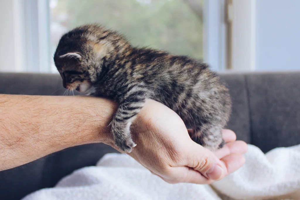 brown tabby kitten holding onto person's hand