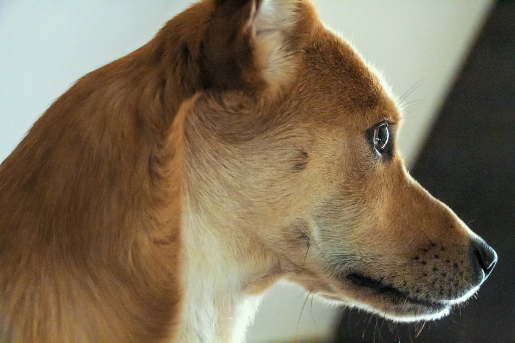 closeup of a brown dog's head from sideways