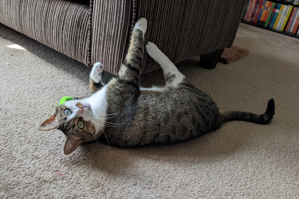 gray and white cat scrathing the couch while looking at camera