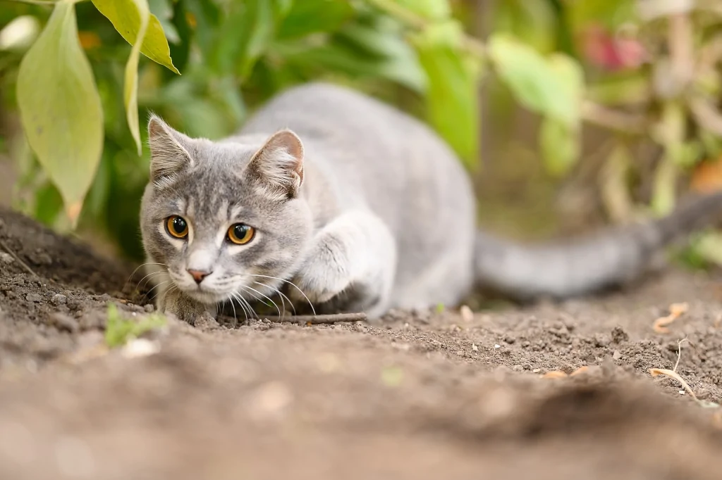 gray cat with flattened body hunting outside among leaves