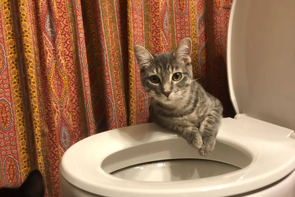 gray tabby cat leaning back over the toilet seat