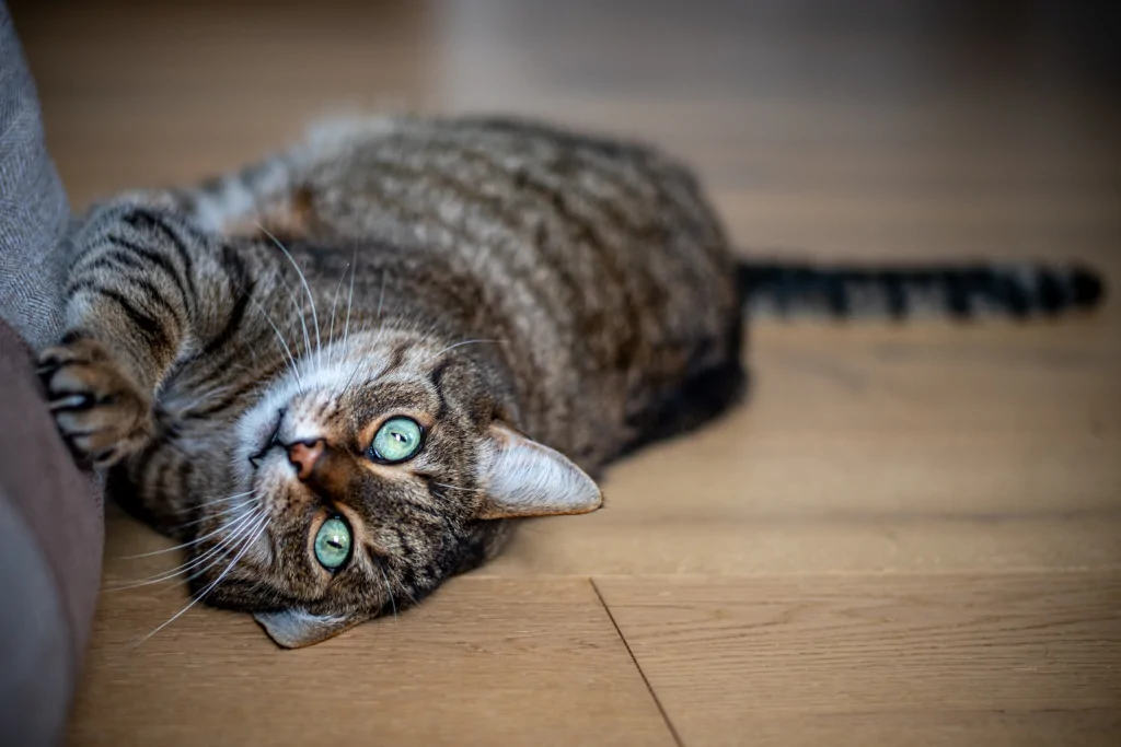 gray tabby cat scratching furniture while lying on brown wooden floor