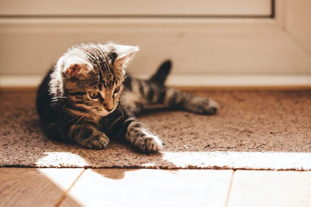 gray tabby kitten lying on brown rug