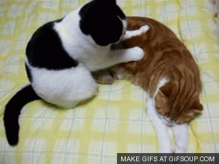 black and white cat kneading another cat