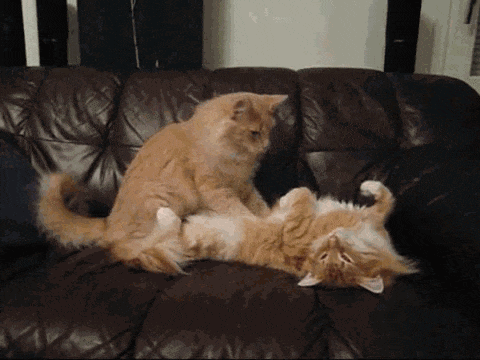 an orange cat kneading and massaging the stomach of another cat