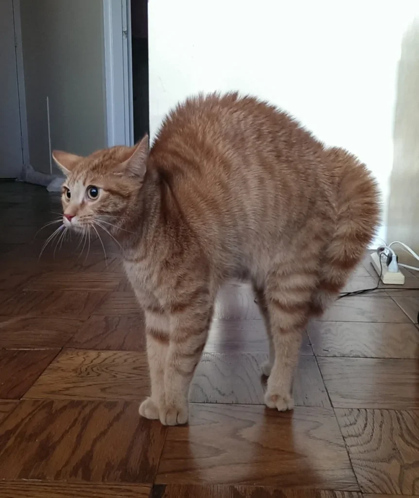 orange cat frightened with arched back and puffed-up fur