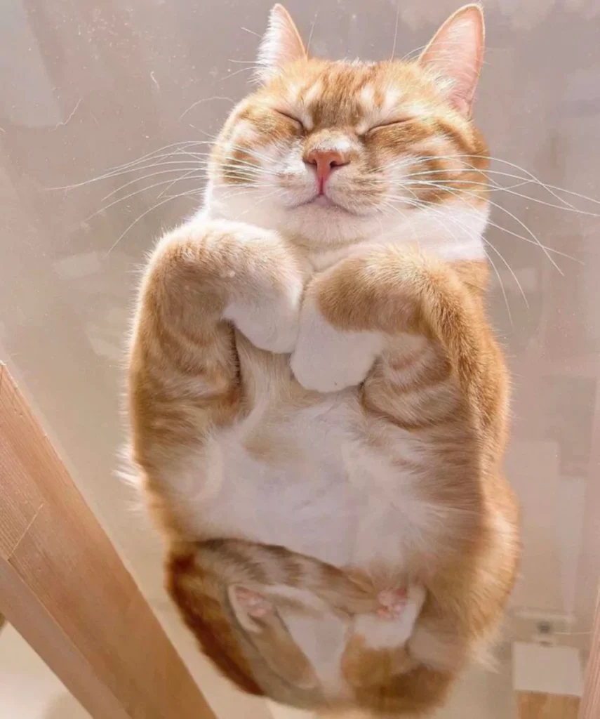 Cat loaf clearance on glass table