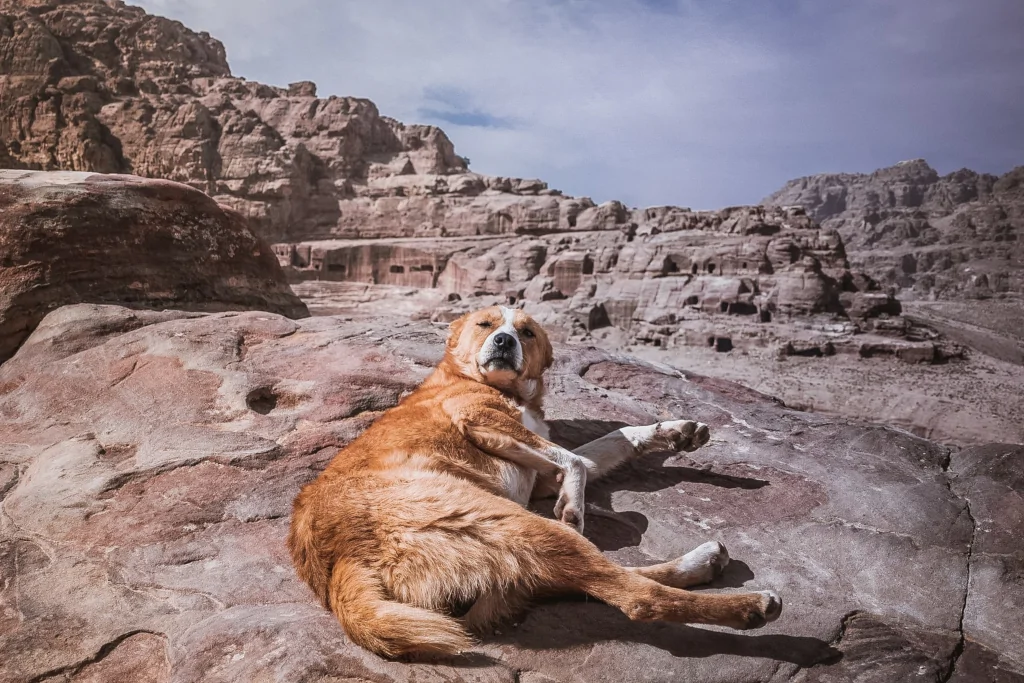 orange dog lying on a rock formation