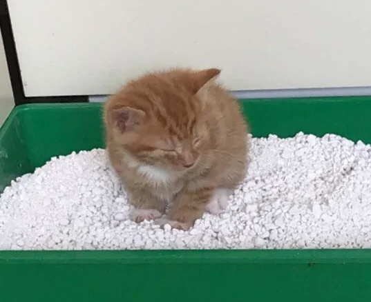 orange kitten sleeping in a litter box