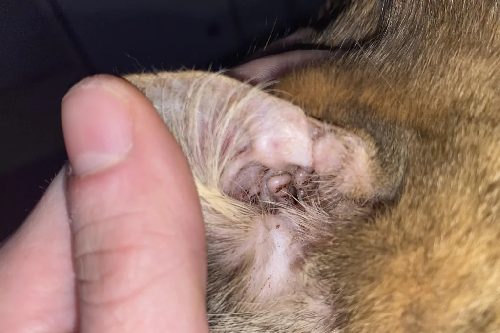 person holding dog's ear with possible ear mites inside