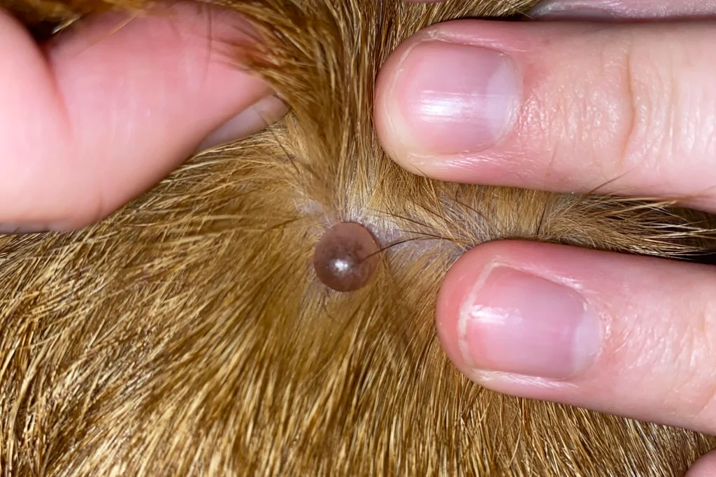 person's hands showing a big tick in golden dog's fur