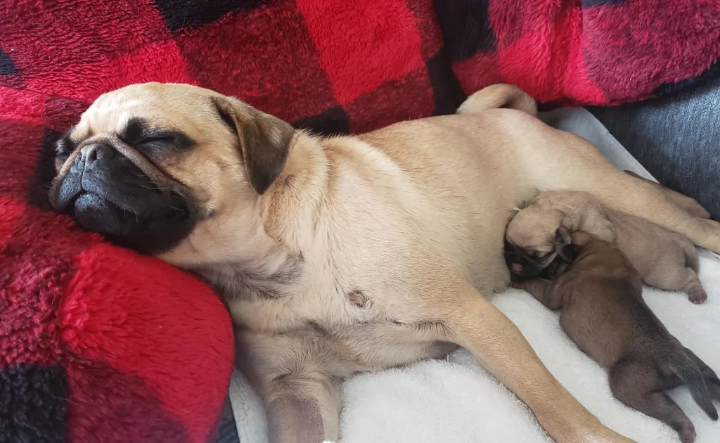 pug nursing mother on a white and red blanket