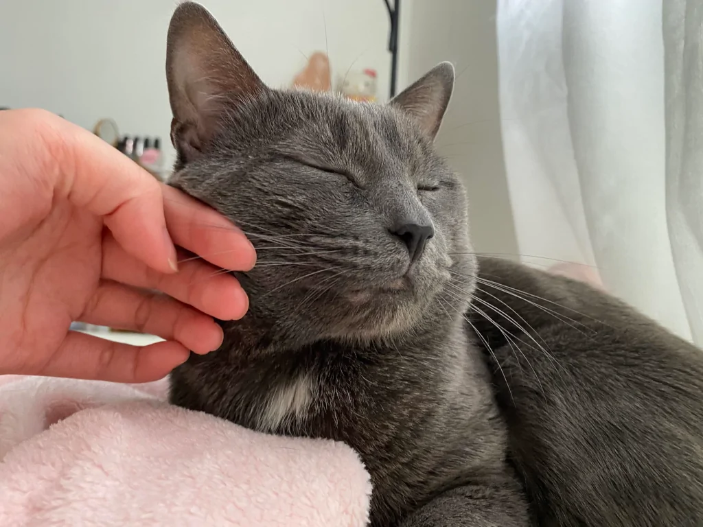 relaxed gray cat being petted on face by person's hand