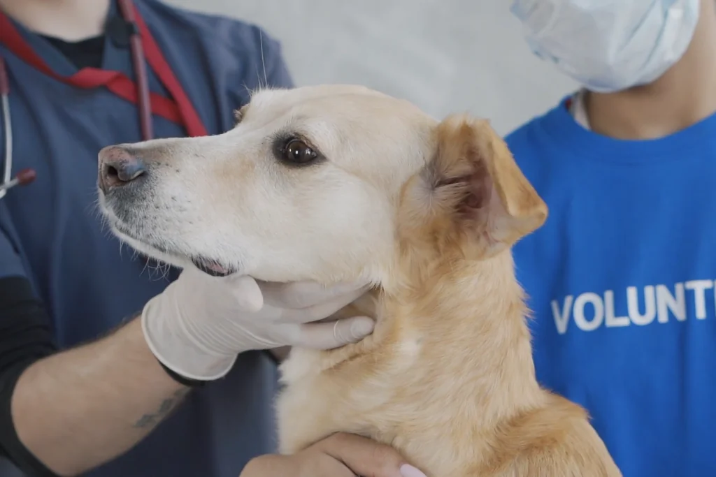 veterinarian examining a brown dog