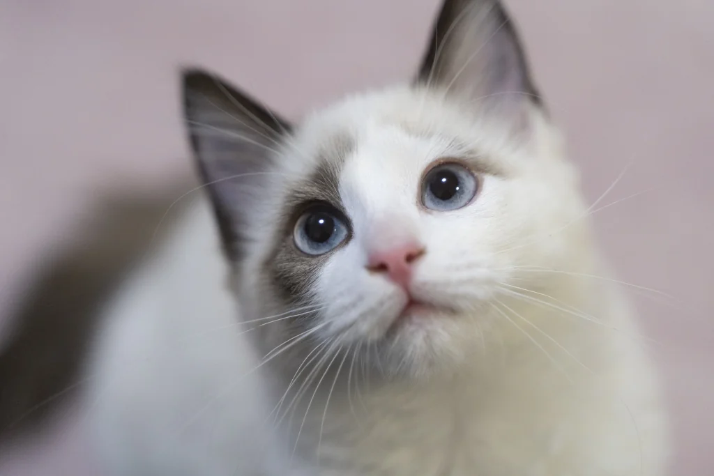 white and brown cat with whiskers and hair up close