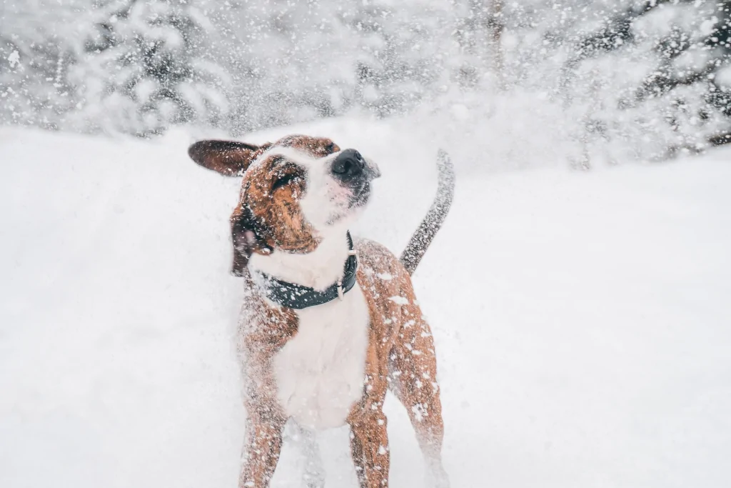 white and brown dog standing in the blizzard