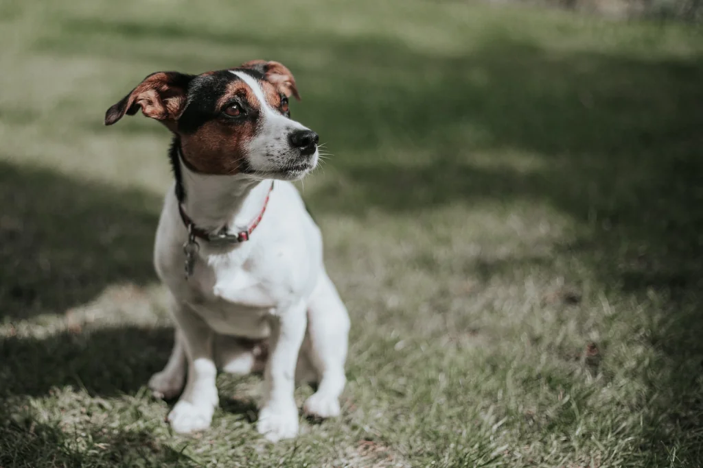 white and brown jack russell terrier puppy sitting on grass outside