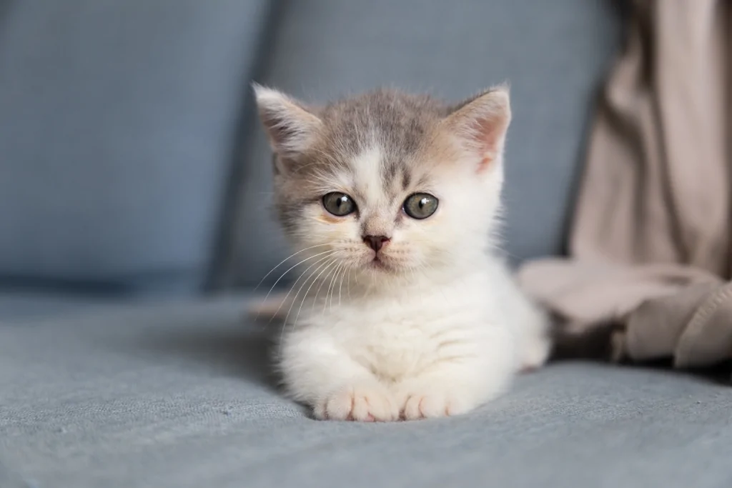 white and gray kitten lying on bed