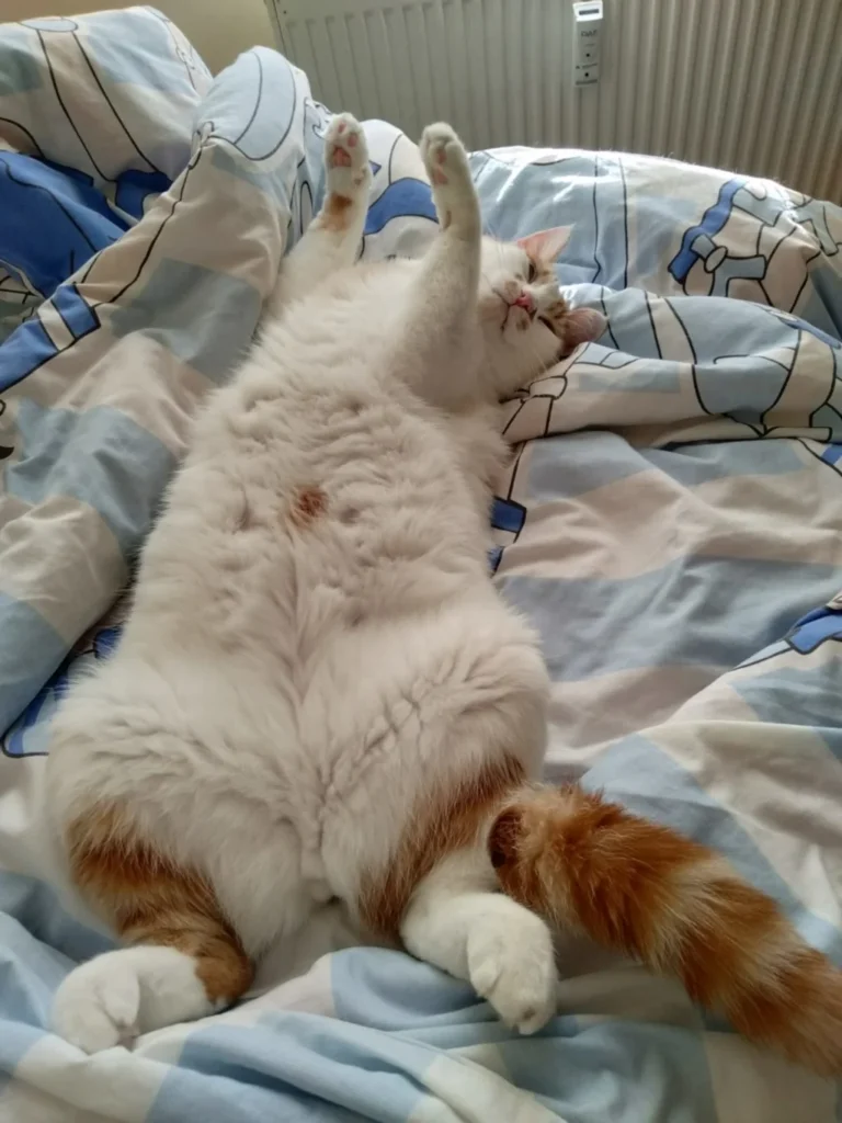 white and orange cat in a belly-up position