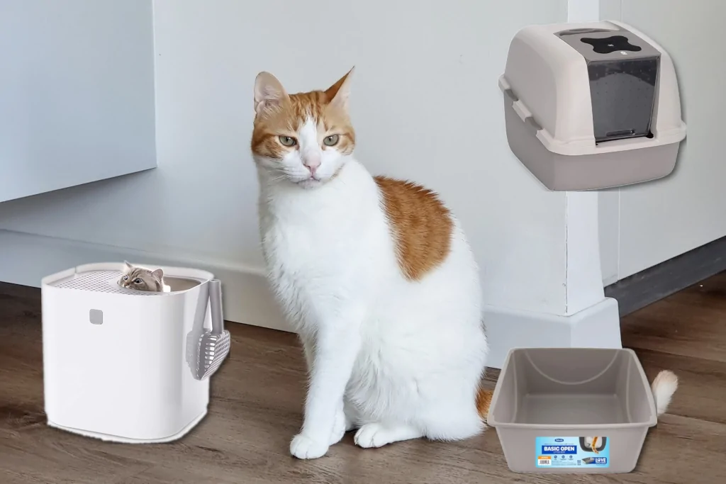 white and orange cat sitting on a wooden floor with 3 litter boxes added