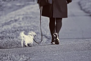 woman in black suit loose leash walking a white dog