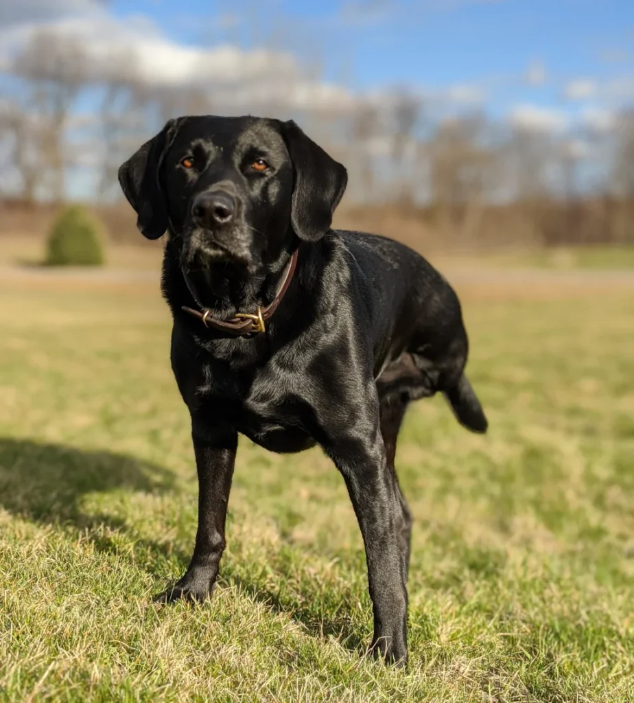 3 legged black dog standing in the grass