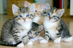 4 tabby kittens sitting on the floor