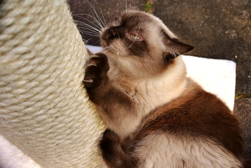 British shorthair cat using a scratching post