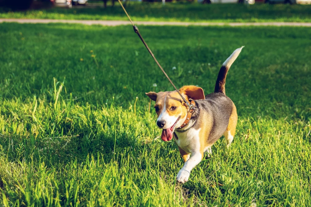 beagle walking on green grass