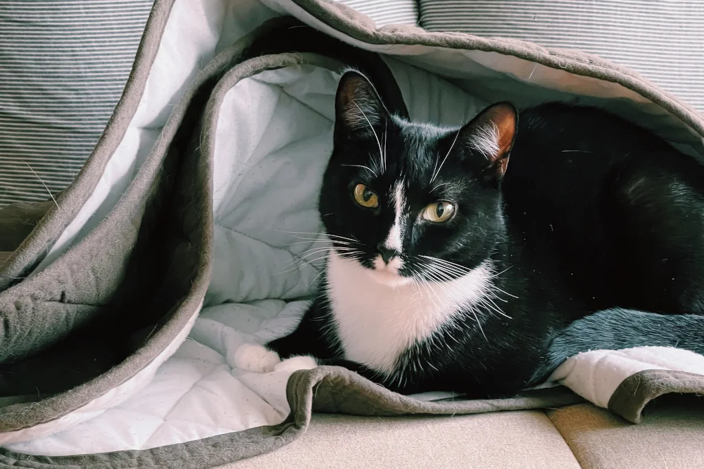 black and white cat lying under gray blanket