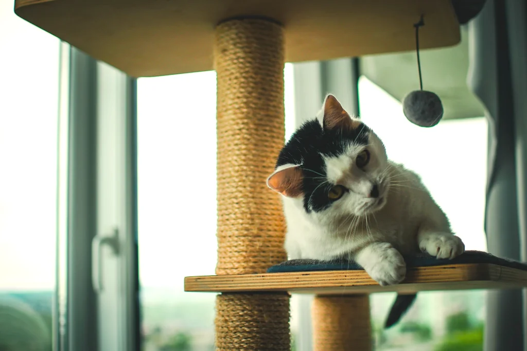 black and white cat sitting on top of a cat tree