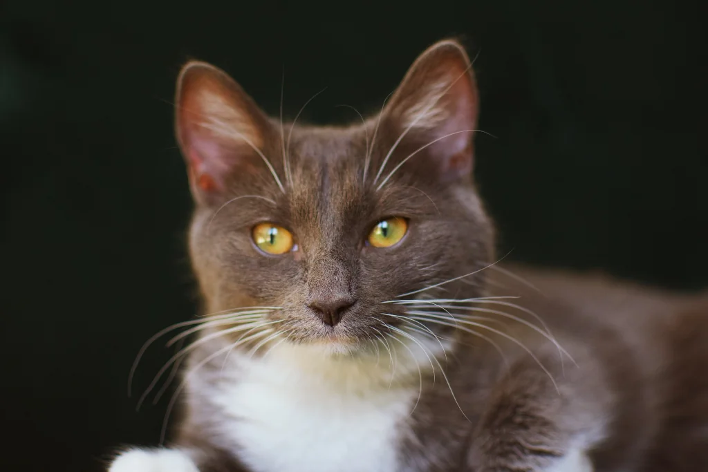 black and white cat with yellow eyes sitting