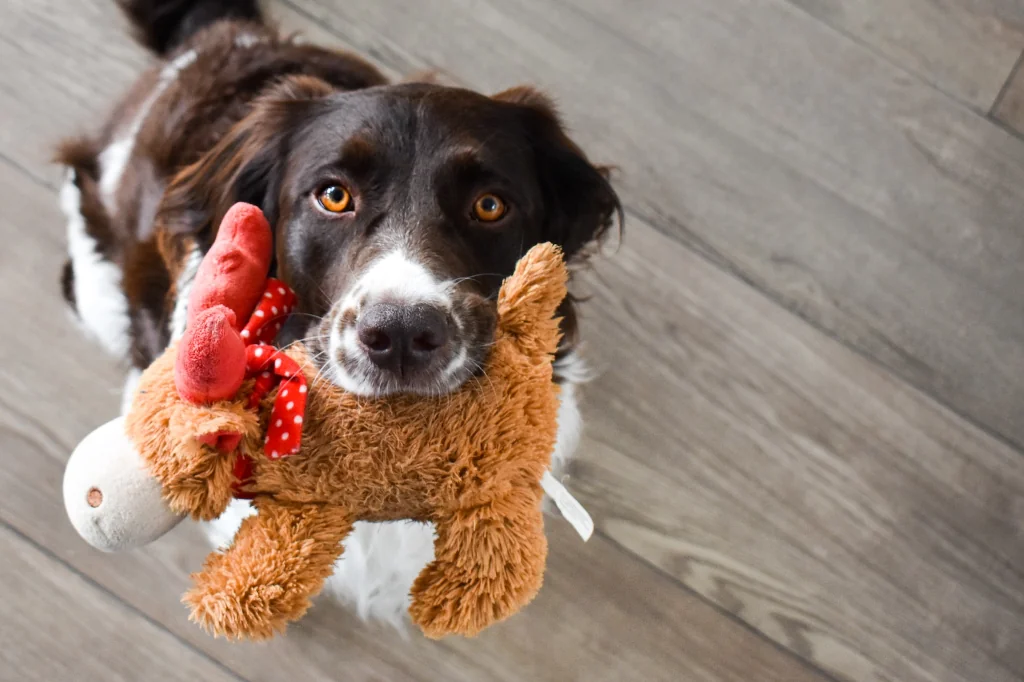 black and white dog holding a brown plush toy