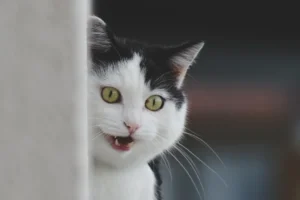 black and white smiling weird looking cat