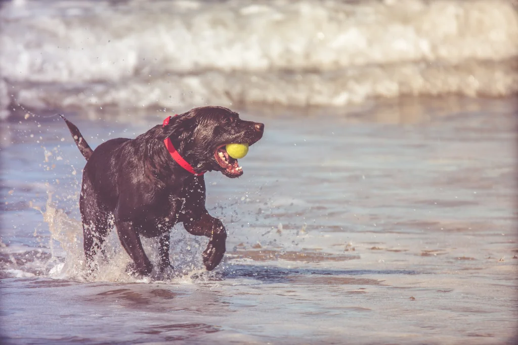black dog fetching yellow ball from water