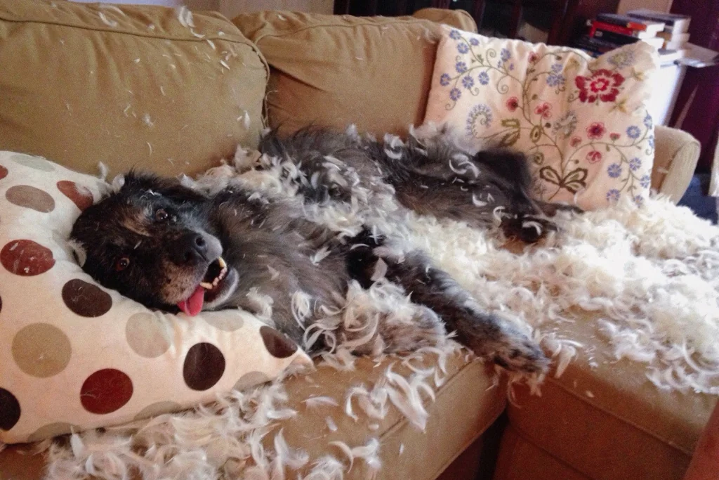 black dog on the bed after damaging pillow with feathers